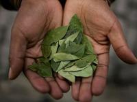 Боливийский судья спрашивает совета у листьев коки, прежде чем вынести сложные решения