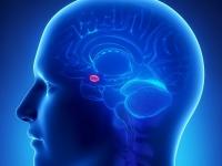 Մարդու ուղեղում հայտնաբերել են ախորժակը նվազեցնող «սեղմակ»