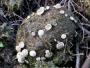 Ученые нашли гриб, вырабатывающий необычный антибиотик