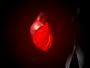 Գիտնականները սրտի անբավարարությունը կանխող մոլեկուլ են հայտնաբերել