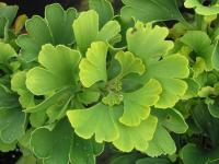 Гинкго билоба —популярное растительное средство признали пустой тратой средств