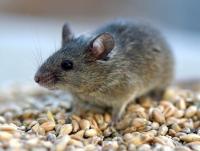 Ученым удалось вживить человеческие клетки в сердце мыши