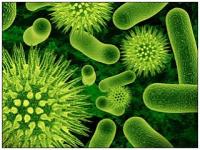 Биологи обнаружили универсальный метод уничтожения бактерий