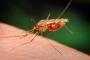2006 թվականից Հայաստանում տեղական ծագման մալարիայի դեպք չի արձանագրվել
