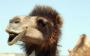 У верблюда из Саудовской Аравии выявили коронавирус