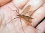 Որոշ մարդկանց մոծակները չեն կծում. գիտնականները պարզել են պատճառները