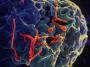 Бразилия намерена выпустить собственную сыворотку против Эболы